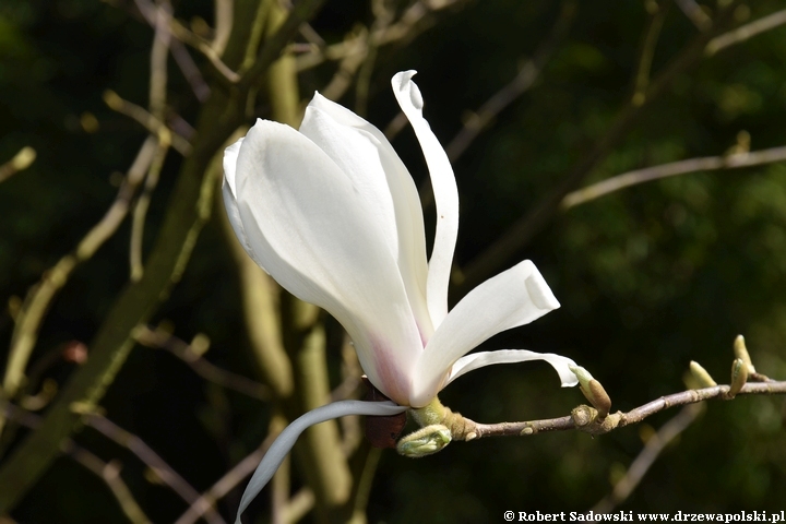 Magnolia Zenii