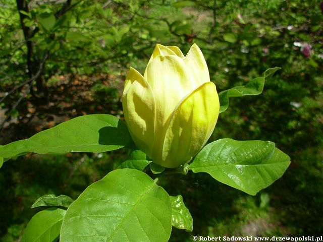 Magnolia YellowBird do 7 metrów