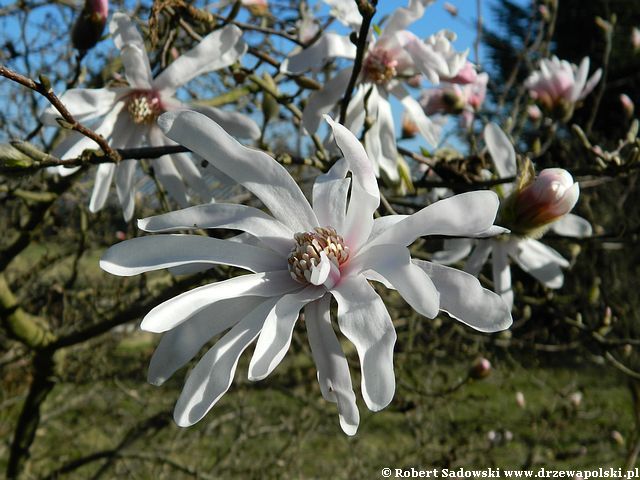 Magnolia gwiaździsta do 3 metrów