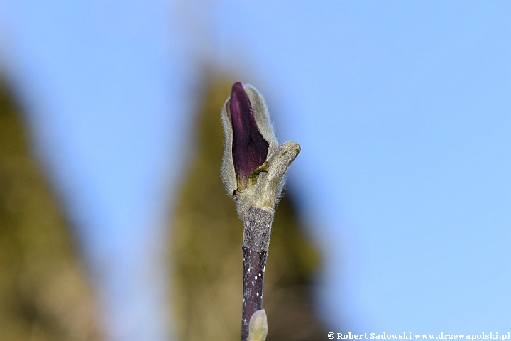 Pąki magnolii