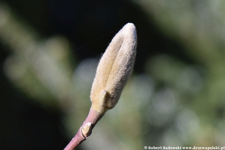 Pąki magnolii