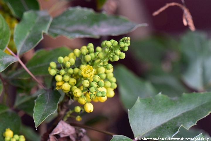 Mahonia Mahonia