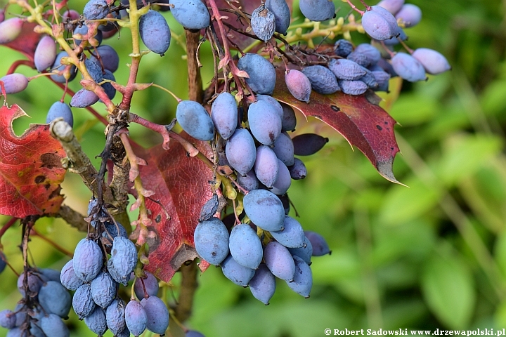 Mahonia