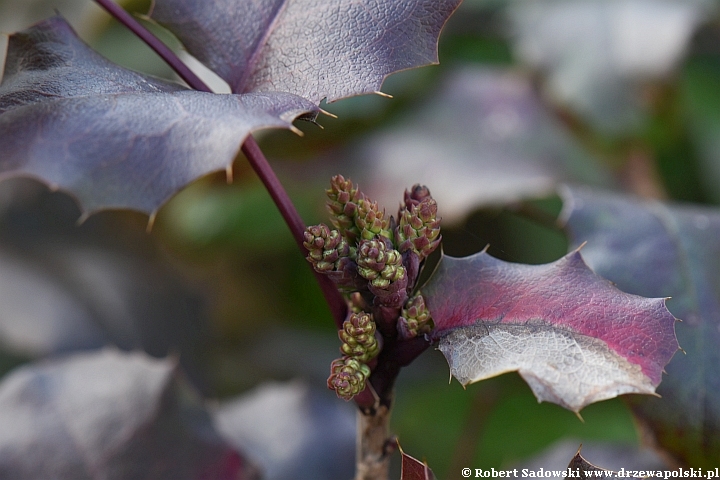 Mahonia