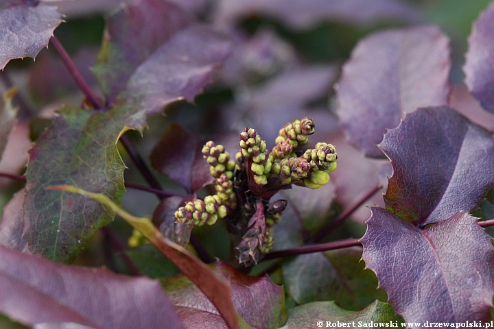 Mahonia