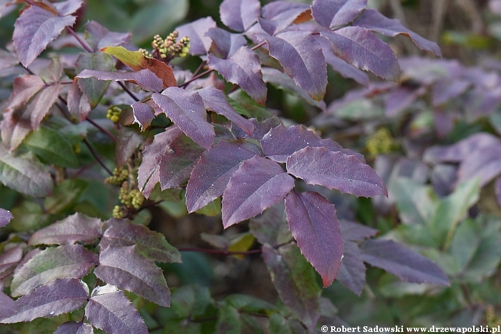 Mahonia