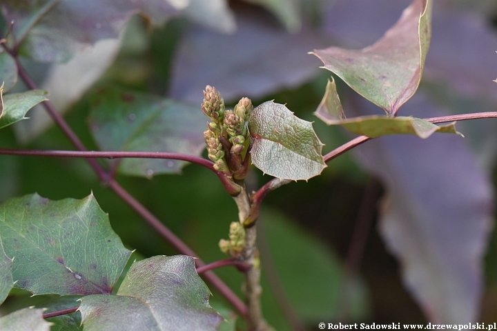 Mahonia