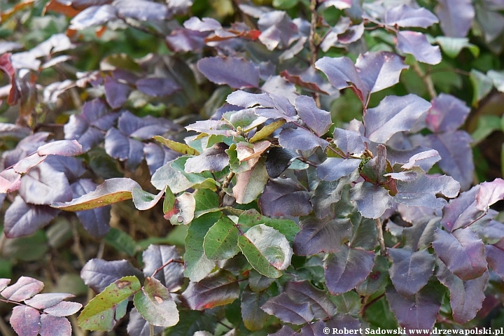 Mahonia