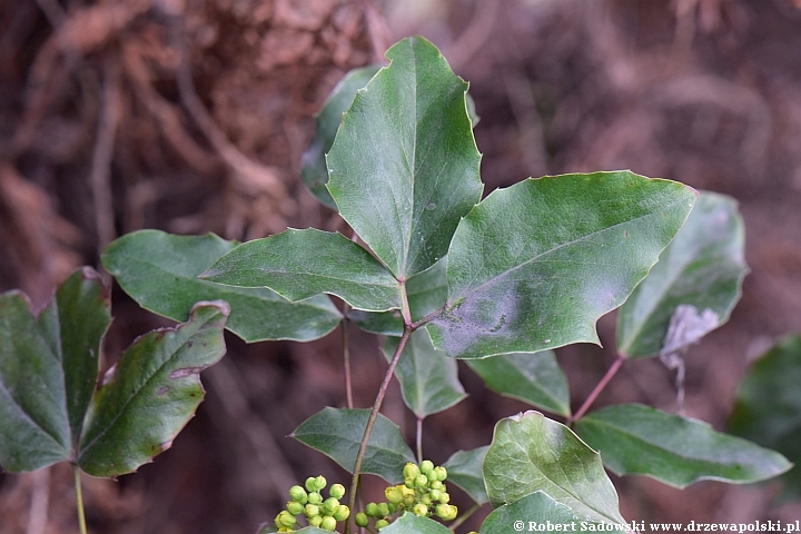 Mahonia