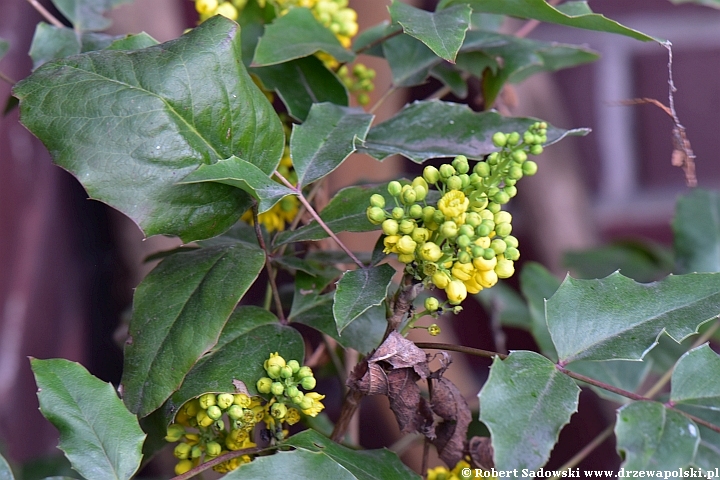 Mahonia Mahonia