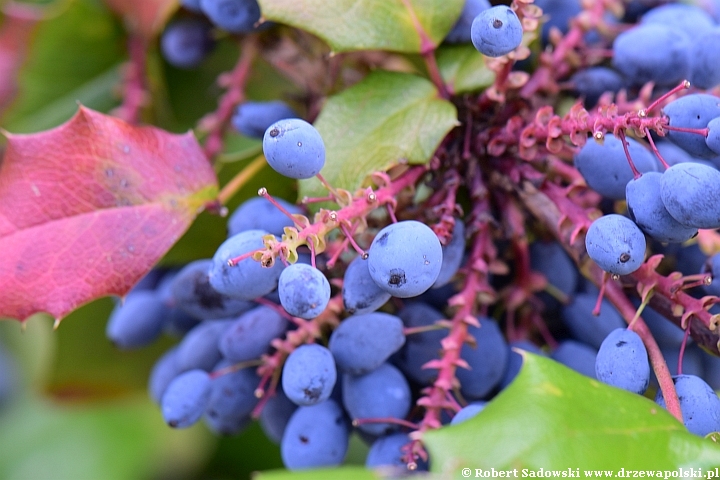 Mahonia