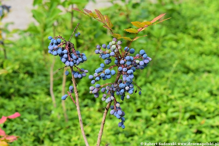 Mahonia