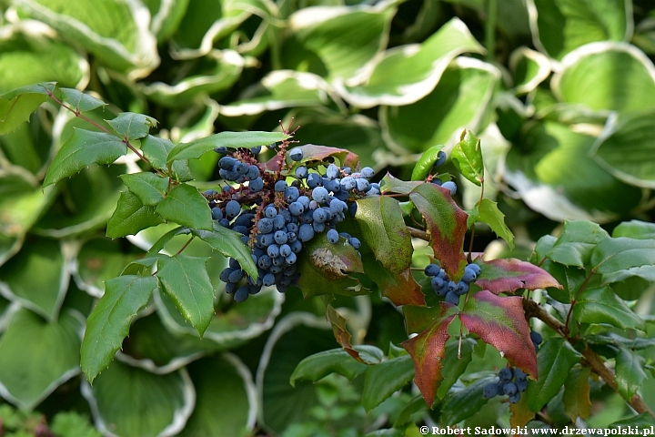 Mahonia