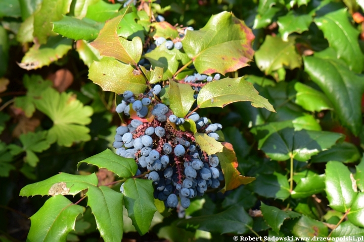 Mahonia