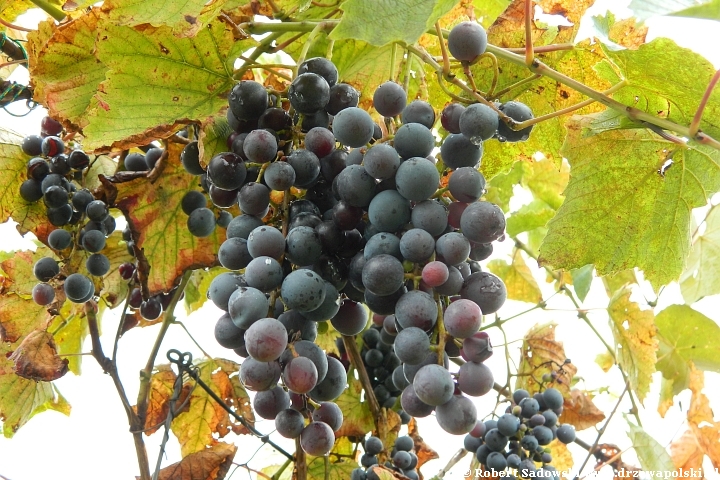 Nalewka z winogrona