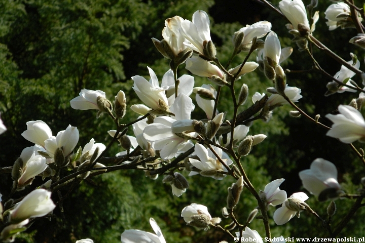 Magnolia Loebnera