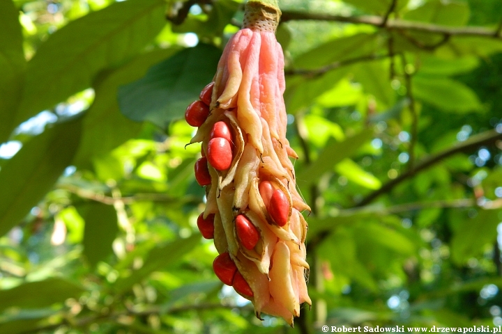 Magnolia Wilsona