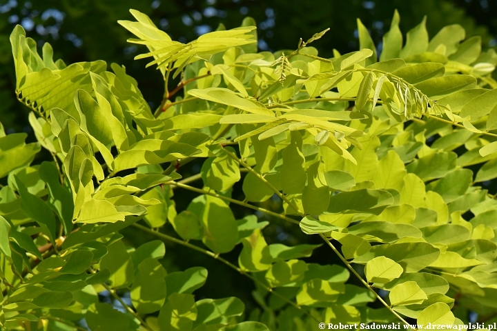 Robinia biała 'Aurea'