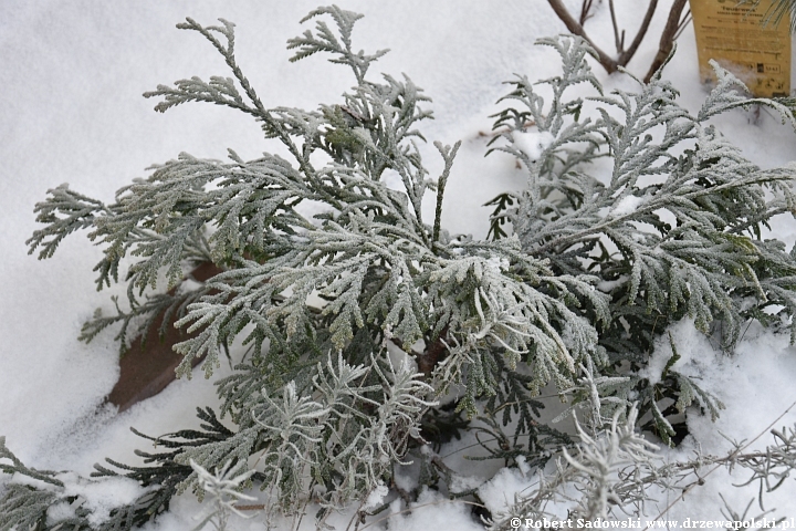 Mróz i śnieg w ogrodzie