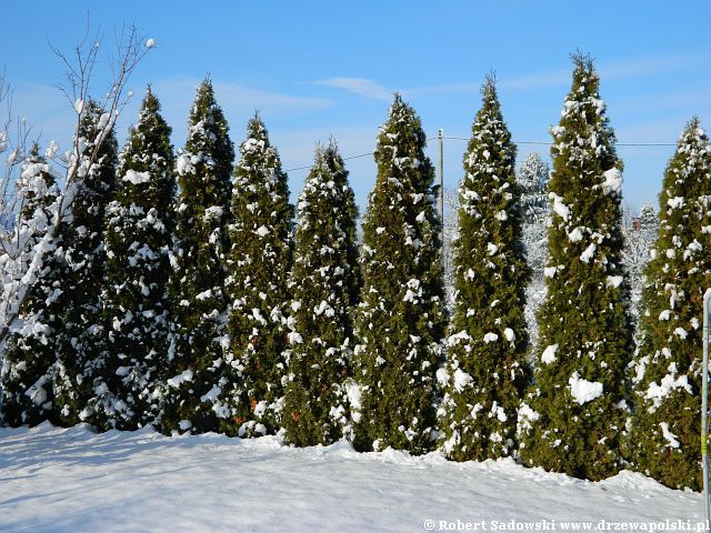 Ogród po śnieżycy