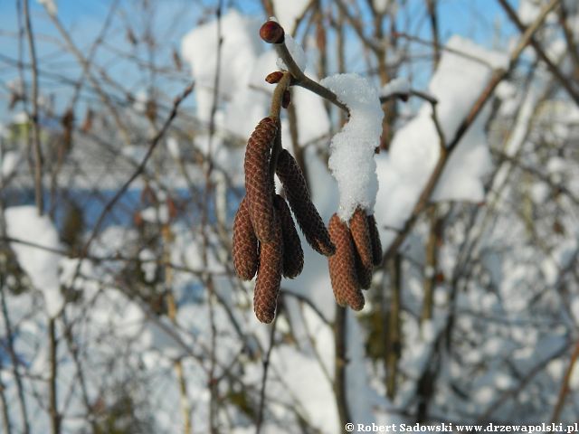 Ogród po śnieżycy