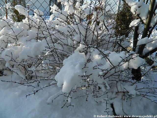 Ogród po śnieżycy