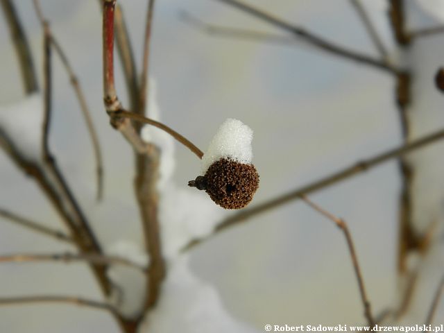 Ogród po śnieżycy