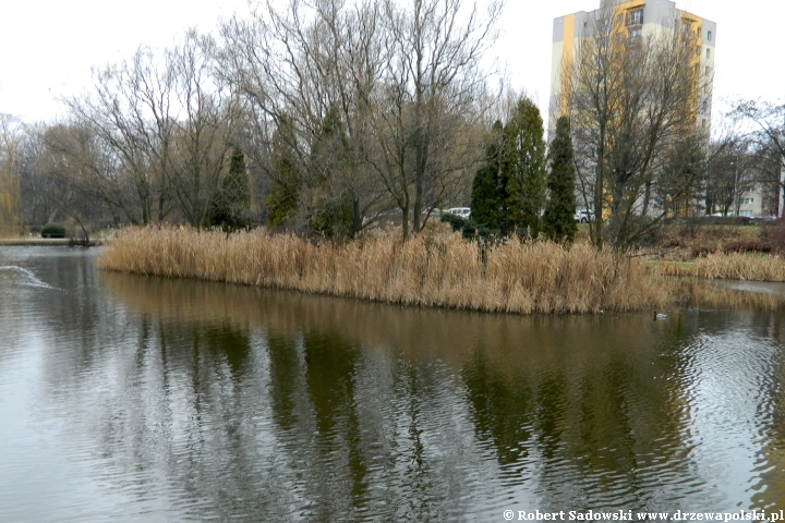 Park Róż w Chorzowie