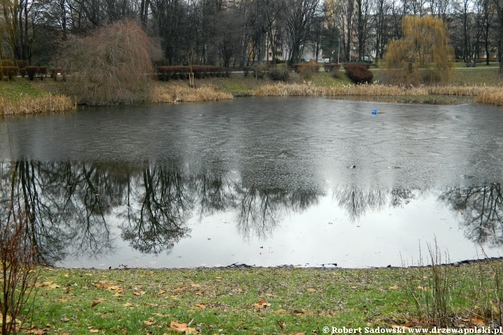 Park Róż w Chorzowie