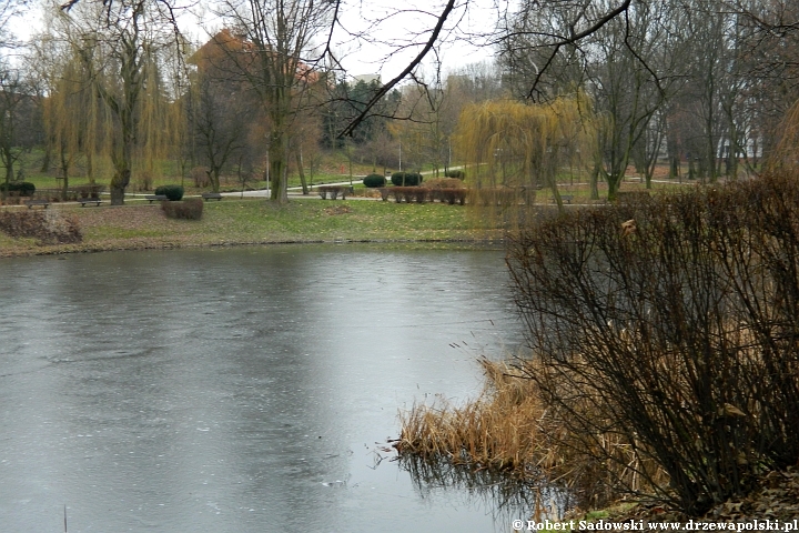 Park Róż w Chorzowie