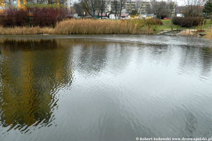 Park Róż w Chorzowie