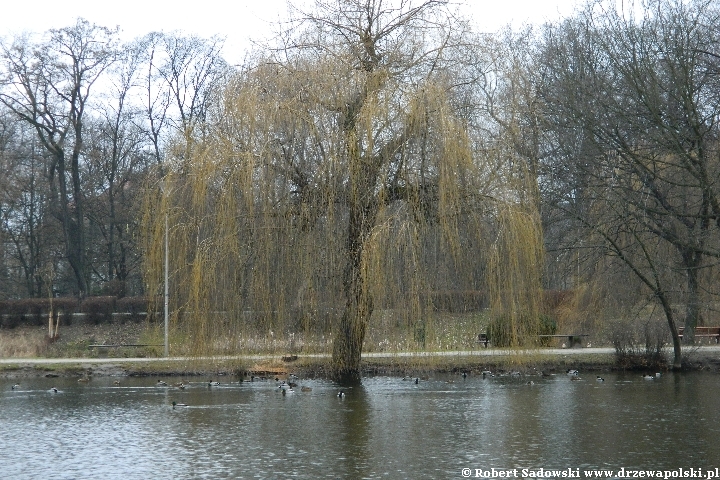 Park Róż w Chorzowie