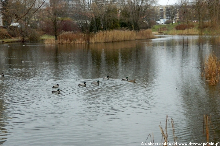 Park Róż w Chorzowie