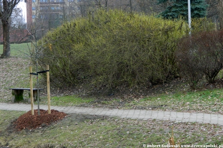 Park Róż w Chorzowie