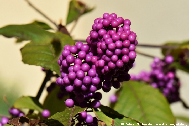 Pięknotka Bodiniera 'Profusion'