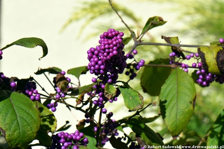 Pięknotka Bodiniera 'Profusion'