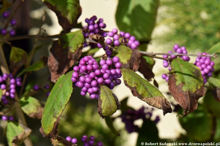 Pięknotka Bodiniera 'Profusion'