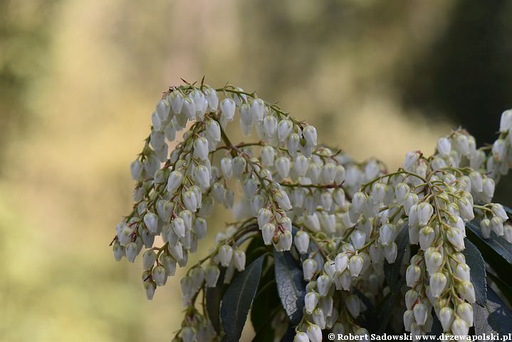 Pieris japoński