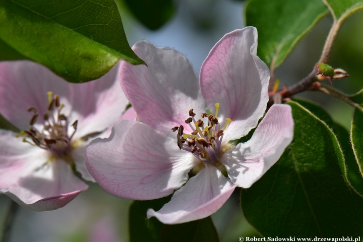 Pigwa - kwiaty