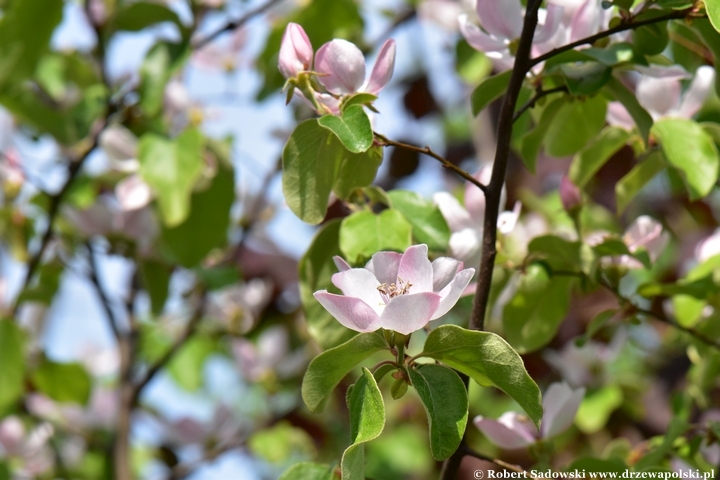 Pigwa - kwiaty