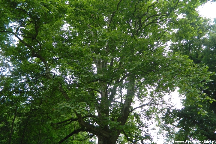 Jak długo żyją drzewa w Polsce?