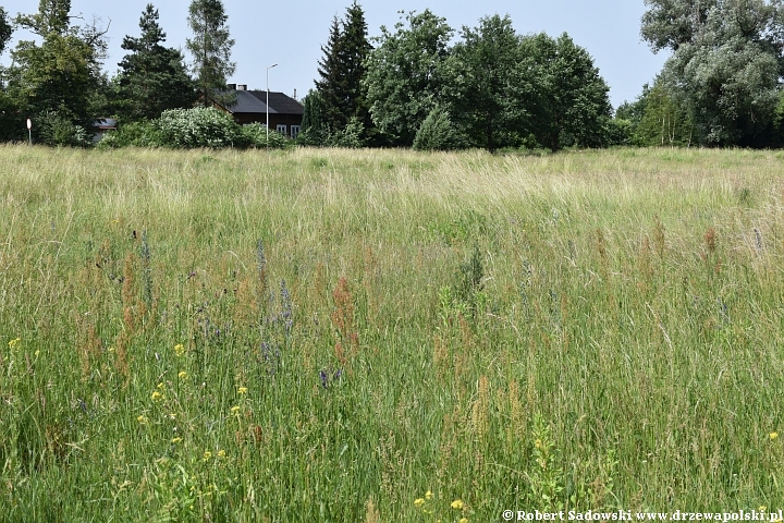 Temperatura powietrza