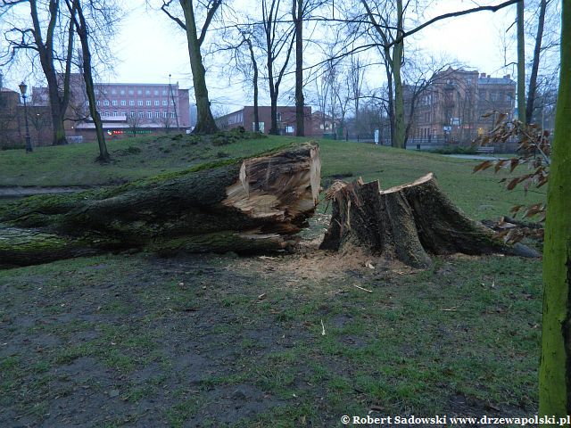 Połamane drzewa w parku Dittricha