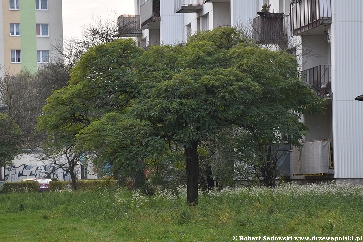 Robinia biała 'Umbraculifera'