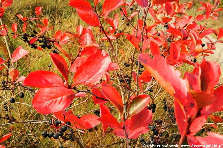 Przebarwienia aronia