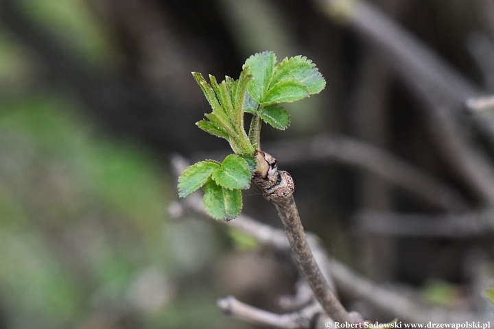 Czarny bez