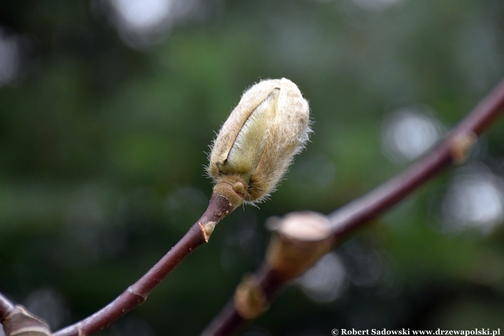 Magnolia