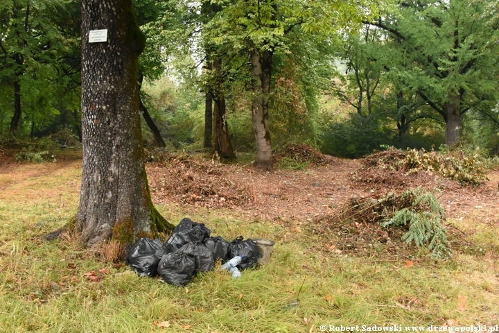 Rewitalizacja dendrarium Ludwika Młokosiewicza w Lagodechi w Gruzji