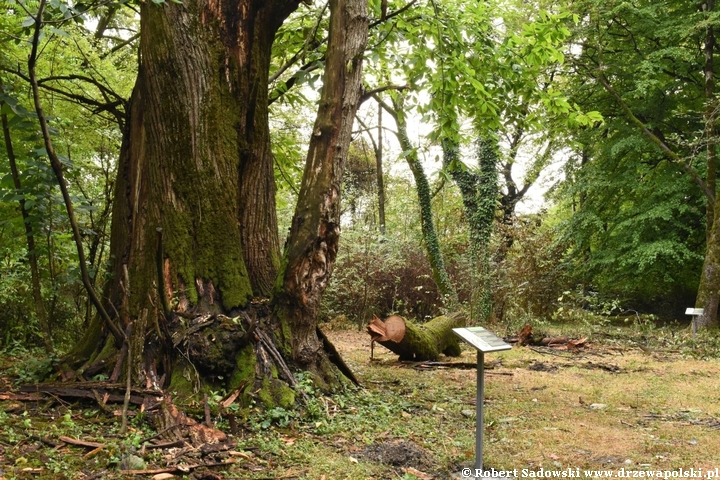 Rewitalizacja dendrarium Ludwika Młokosiewicza w Lagodechi w Gruzji