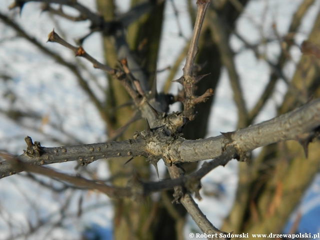 Robinia